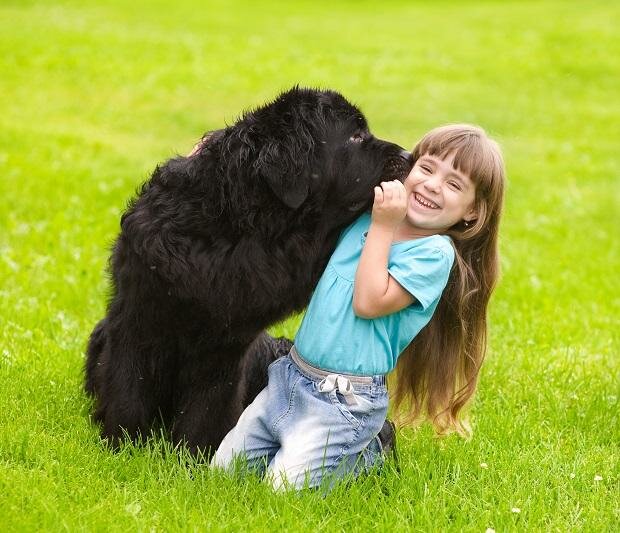 Собака породы ньюфаундленд целует девочку